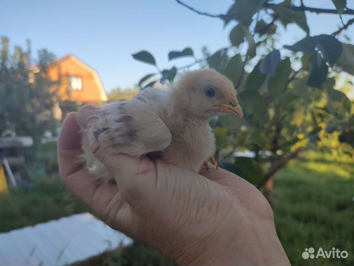 Цыплята породистые и помесные под заказ