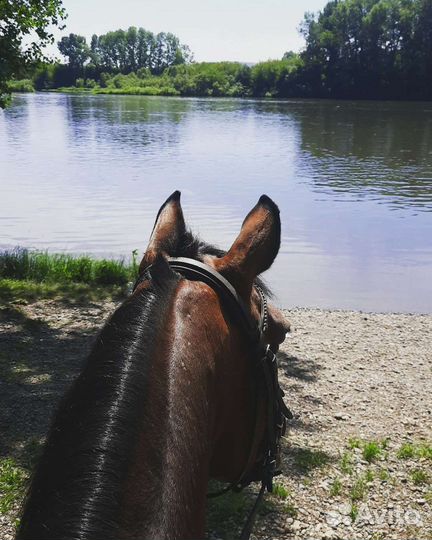 Конный спорт занятия