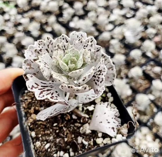 Редкая экзотика Оптовые редких суккулентов из Азии