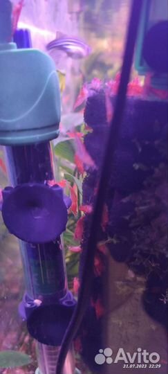 Аквариумные креветки вишня