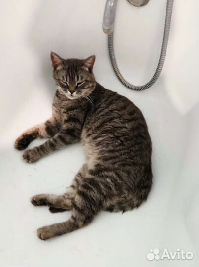 Котик в добрые руки