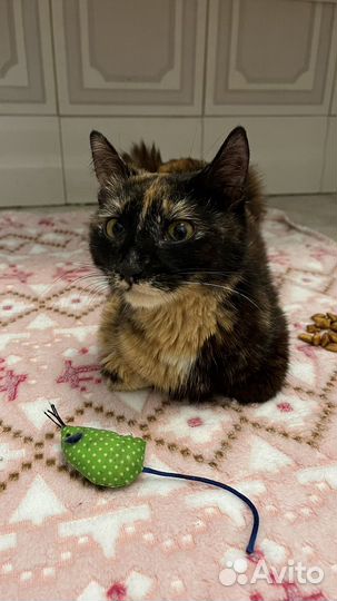 Кошка в дар