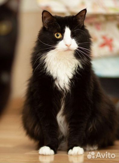 Пушинка 2 года