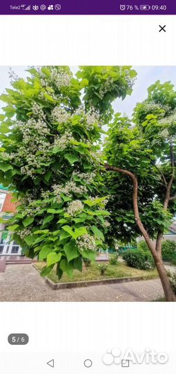 Саженцы катальпы