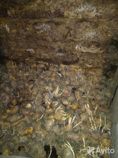 Продам картофель домашний