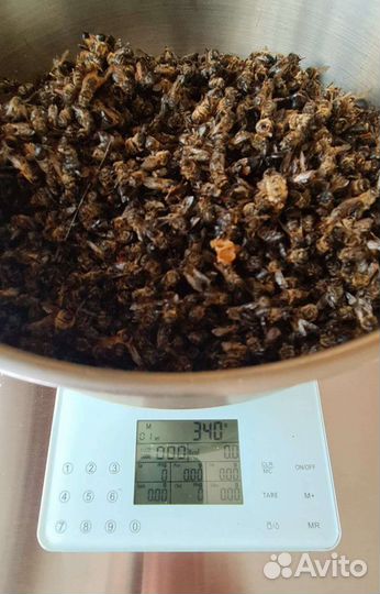 Пчелиный подмор