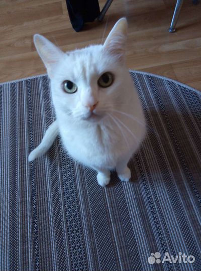 Кот 12 лет. Аллергия