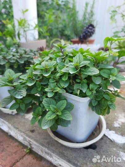 Мята домашняя, садовая