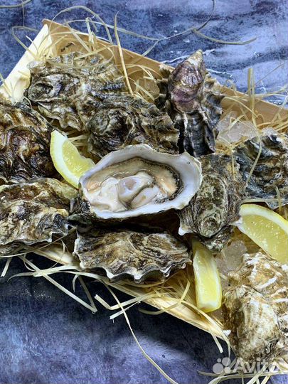 Устрицы,ежи, морепродукты