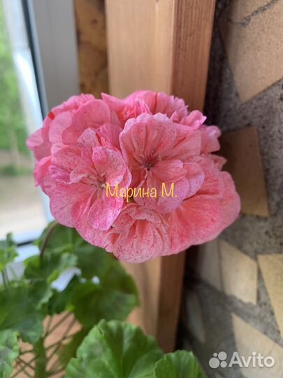 Пеларгония герань Tara Caws