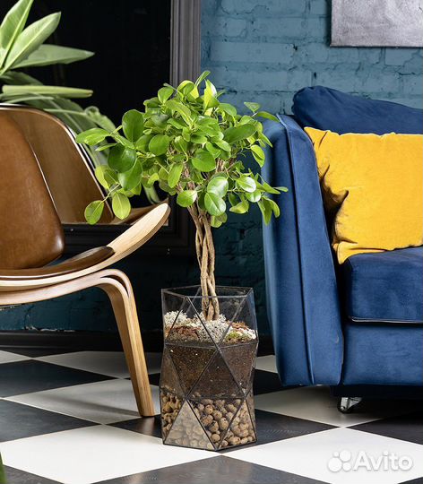 Фикус бенджамина, в кашпо