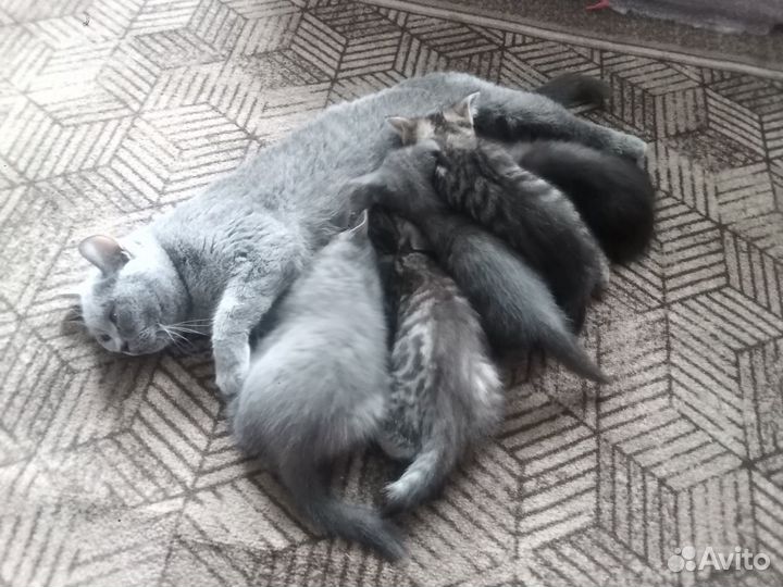 Продам британских котят