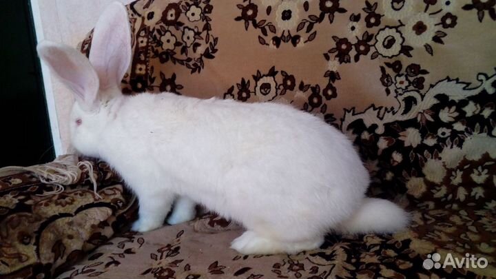 Кролики бельгийский великан