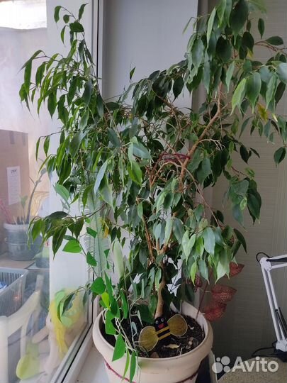 Фикус бенджамина