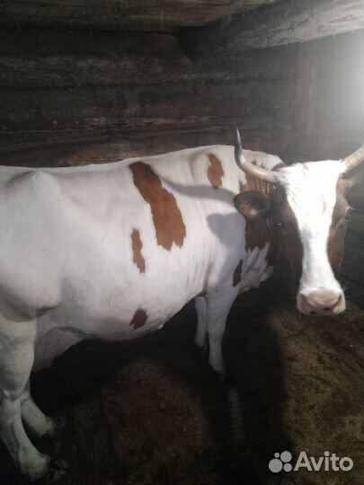 Продам корову
