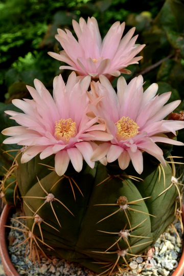 Кактус Эпифиллум, гимнокалициум Хорста