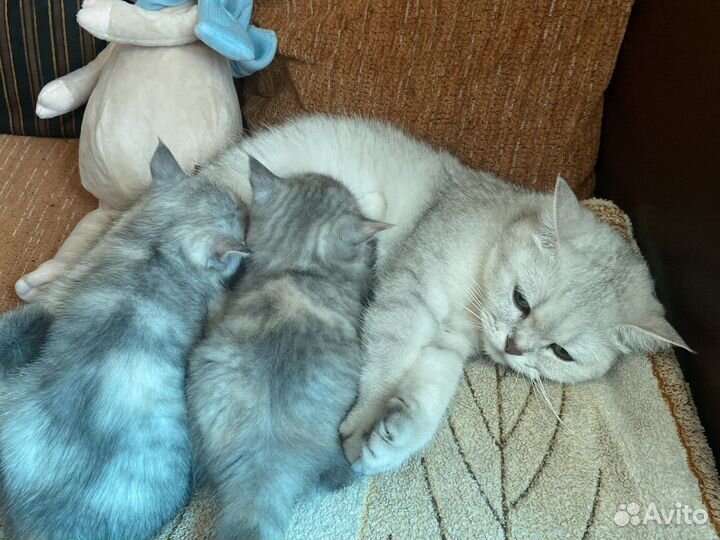 Котята мальчик девочка Мать британская шиншилла