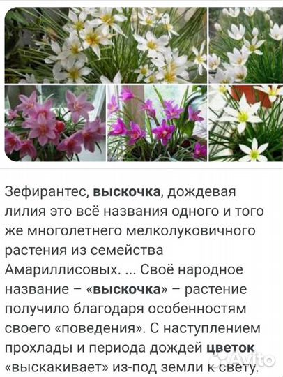 Зифирантэс(выскочка)