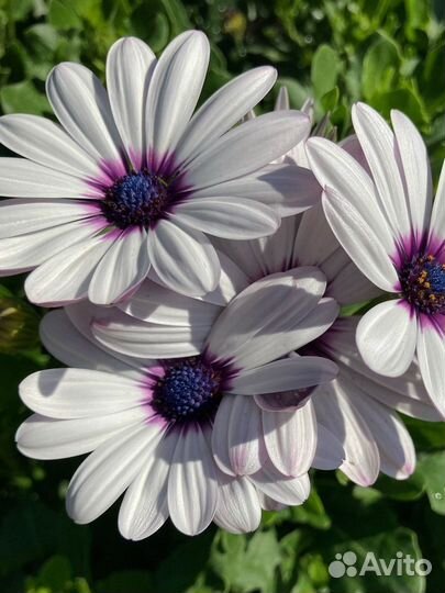 Остеоспермум семена