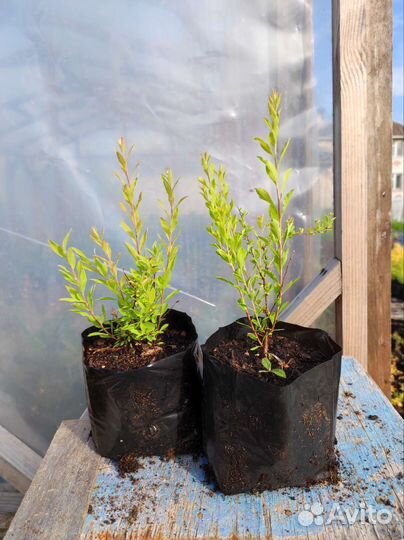 Спирея грефшейм саженцы