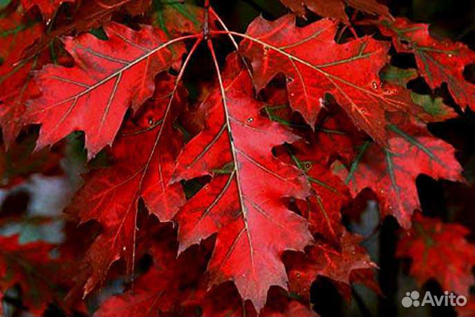 Канадский дуб