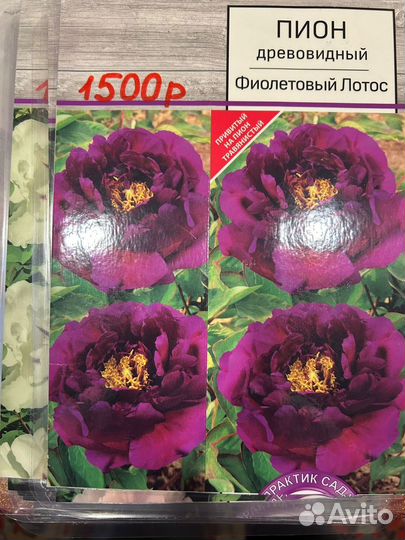 Пионы древовидные