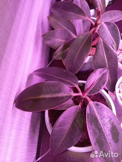 Фикус каучуконосный