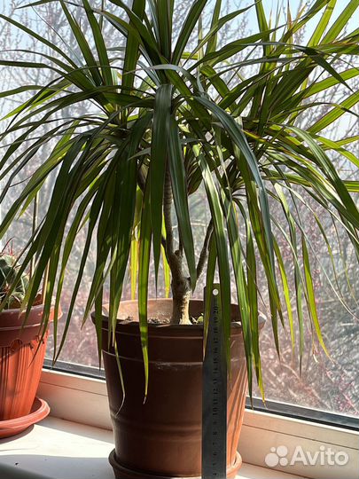 Стапелия и Драцена