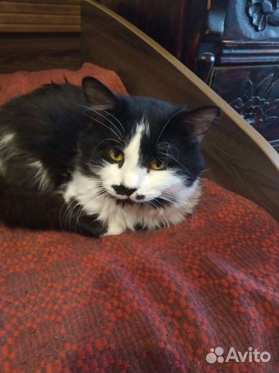 Этим животным нужен дом