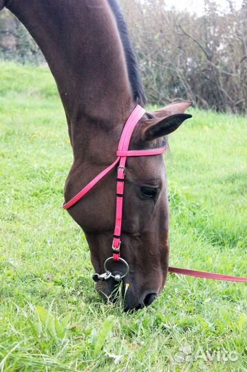 Хобби лошади(для души)