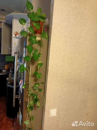 Комнатные цветы