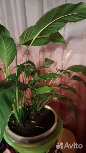 Спатифиллум