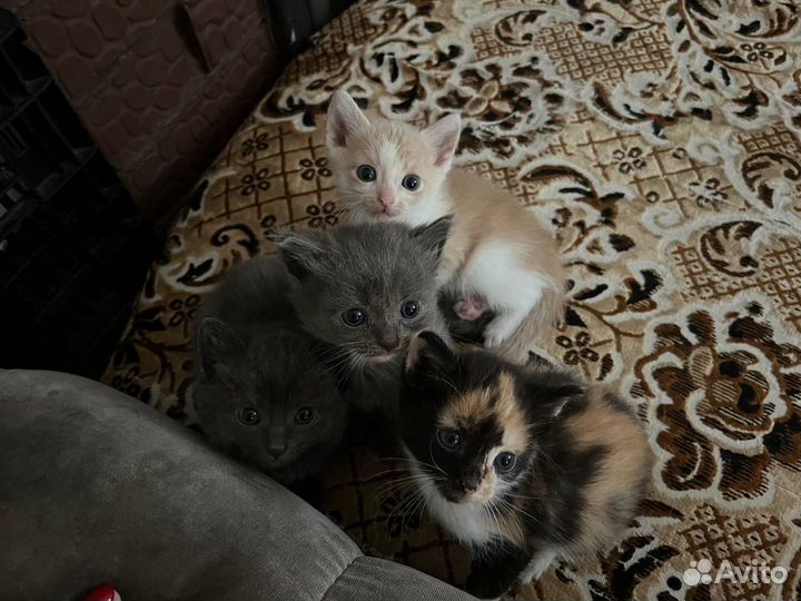 Котята отдам бесплатно