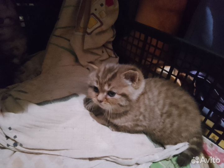 Шотландские котята