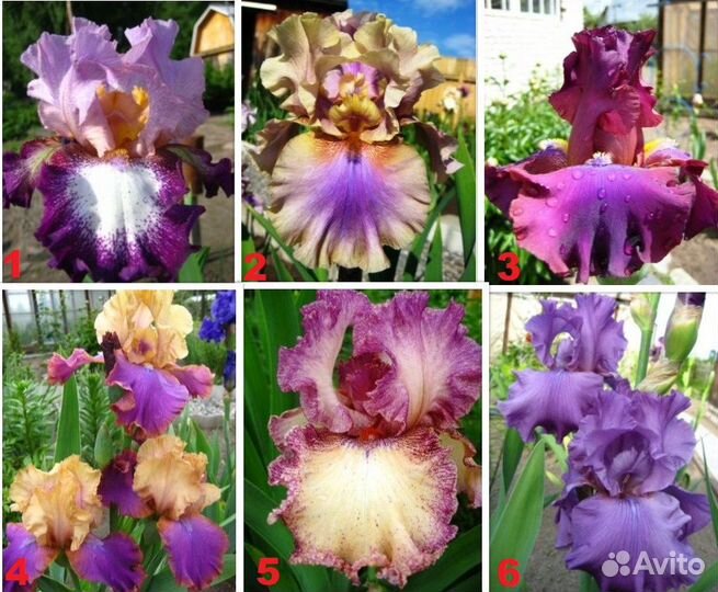 Сортовые ирисы Tall Bearded-класса
