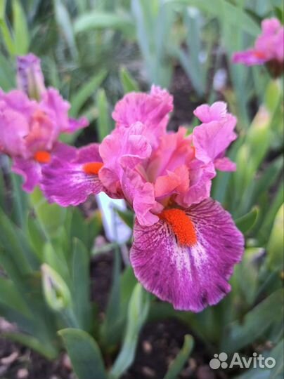 Ирисы карликовые