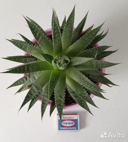 Алоэ остистое