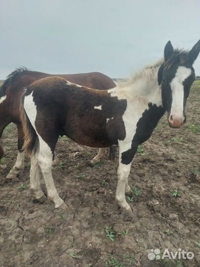 Лошади жеребята