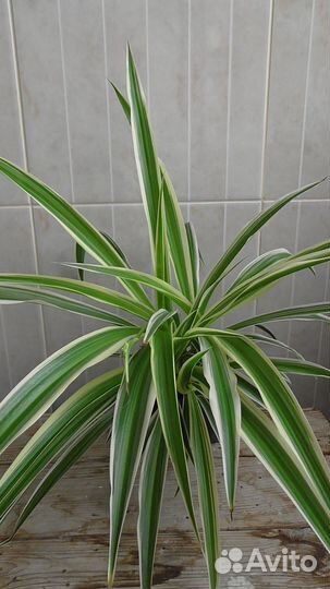 Хлорофитум несколько растений