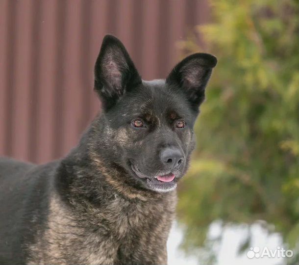 Ева Собака Энерджайзер