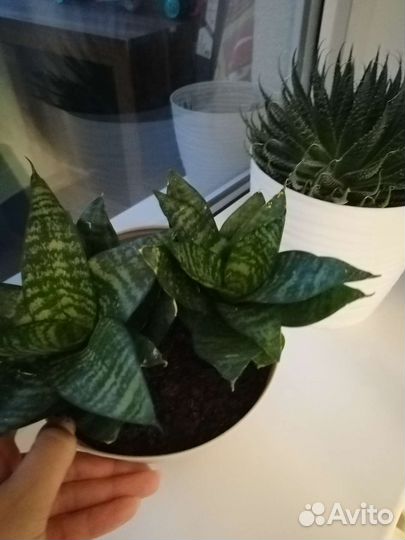 Сансевиерия