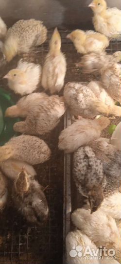 Цыплята подрощеные