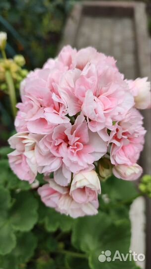 Герань пеларгония Ириол -Итернайт