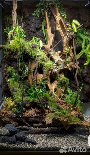 Хамелеон с новым террариумом