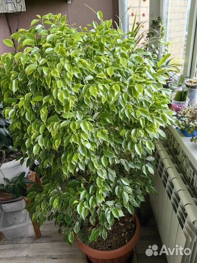 Драцена окаймленая, Фикус бенджамина пестролистный