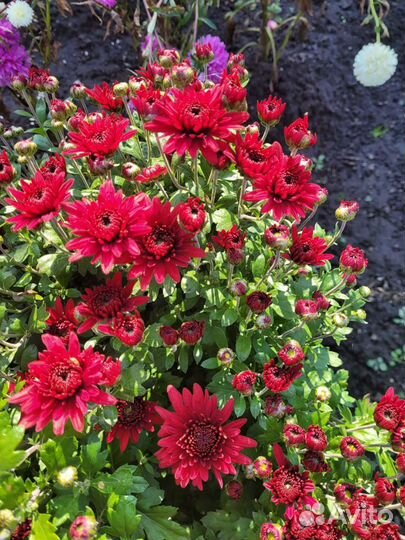 Хризантема садовая(полноценный куст)