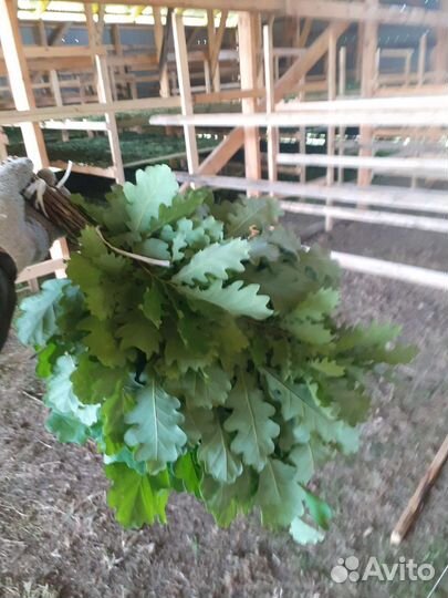 Веники дубовые