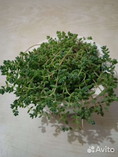 Седум почвопокровный