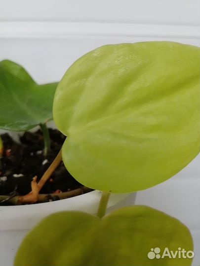 Филодендрон неон