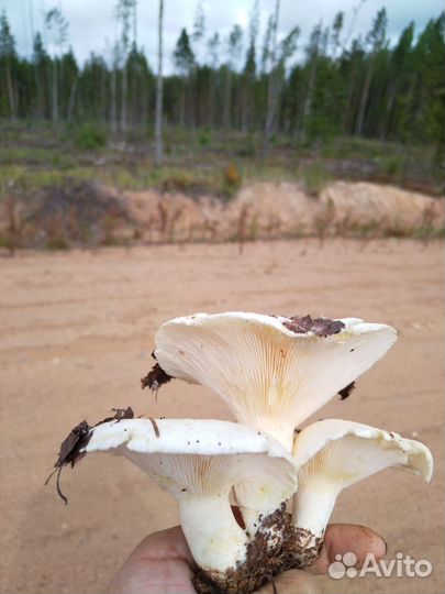 Грузди белые соленые